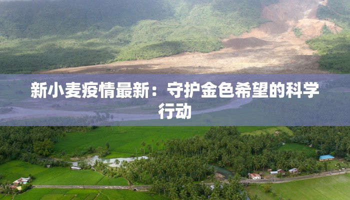 新小麦疫情最新：守护金色希望的科学行动