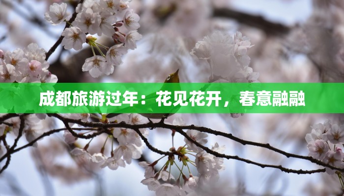 成都旅游过年：花见花开，春意融融